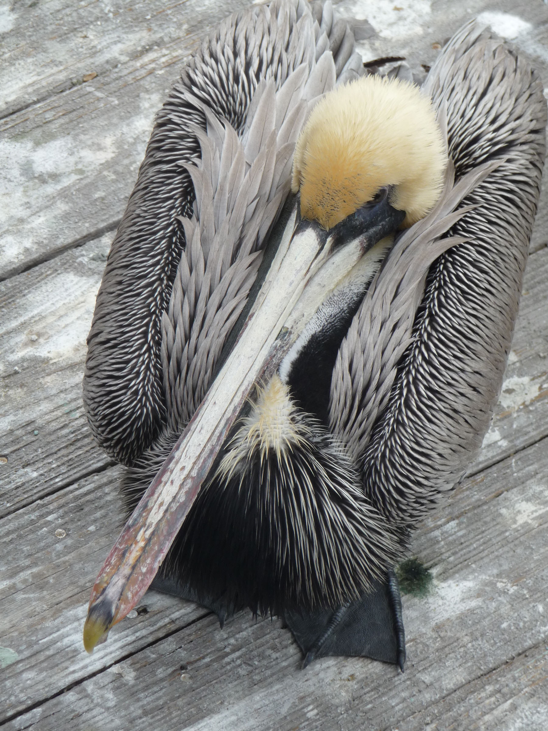 Cortez pelican